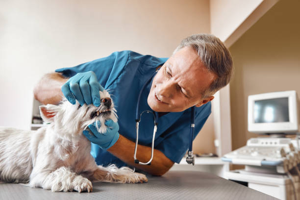 Best Emergency Dental Surgery in Conneaut, OH